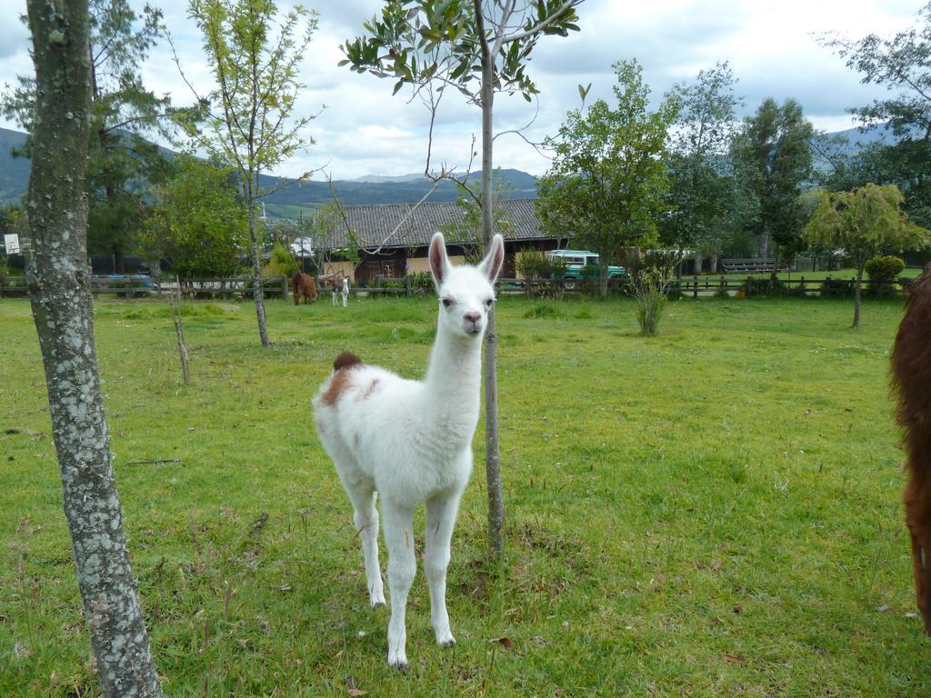 Hacienda Hosteria San Luis Кайамбе Екстериор снимка