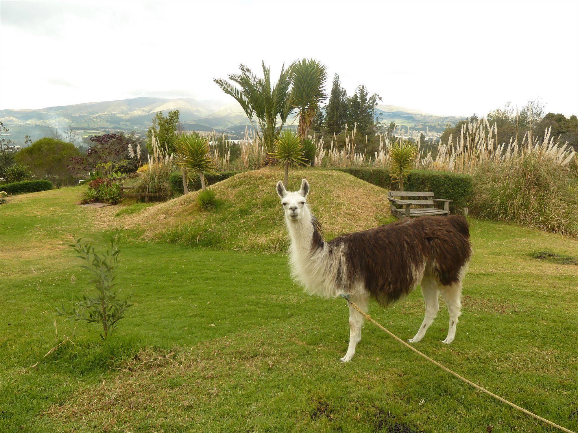 Hacienda Hosteria San Luis Кайамбе Екстериор снимка